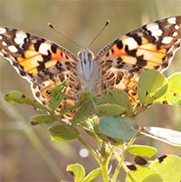 Loài bướm bay hơn 4.000km vượt Đại Tây Dương