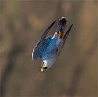 Chim cắt lớn - loài chim bay nhanh nhất thế giới