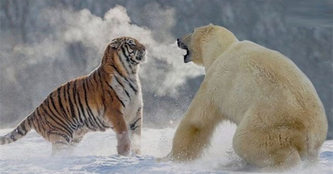 Tại sao có gấu Bắc Cực mà không có hổ Bắc Cực?