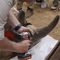 Sừng tê giác được tẩm chất phóng xạ để chống săn trộm