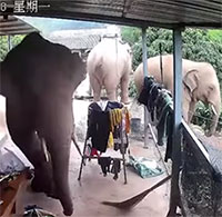 Cả làng náo loạn vì 6 chú voi “đột nhập” tận nhà tìm kiếm thức ăn