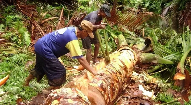 The sago palm can reach heights of up to 20 meters, with trunk diameters of up to 60 cm.