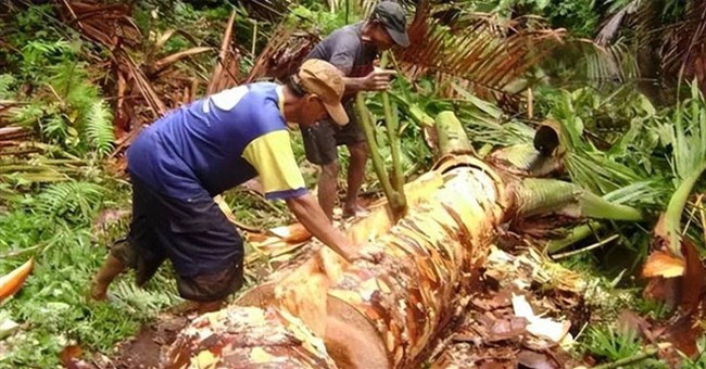 Bí ẩn về những cây dừa không bao giờ ra quả, nhưng vẫn có thể nuôi sống hàng triệu người!