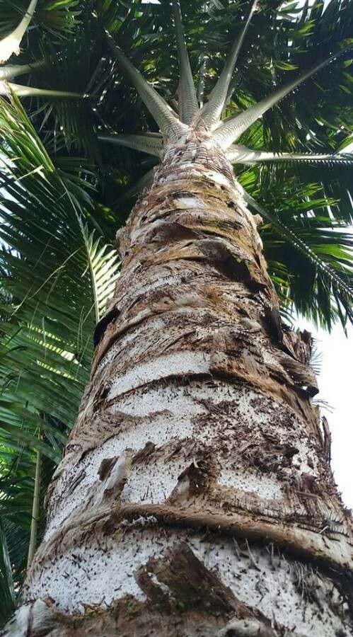 Bí ẩn về những cây dừa không bao giờ ra quả, nhưng vẫn có thể nuôi sống hàng triệu người!