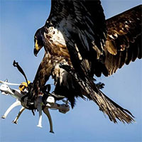 Cảnh sát Hà Lan dùng chim đại bàng chặn thiết bị bay tự hành
