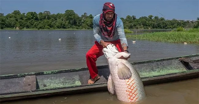 Nỗ lực bảo tồn loài cá nước ngọt lớn nhất Trái đất sống ở Amazon