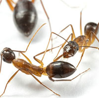 Loài kiến biết "phẫu thuật" để cứu đồng loại