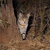 New Zealand thưởng hàng trăm USD cho người diệt mèo hoang