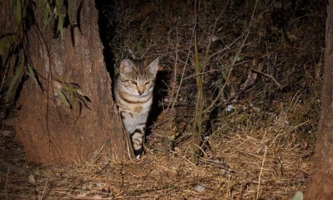 Feral cats are a pest in New Zealand.