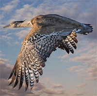 Chim ô tác kori - Loài chim bay nặng nhất thế giới