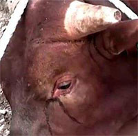 Vì sao bò lại rơi nước mắt khi bị giết thịt? Nghe lời giải thích của các chuyên gia, nhiều người không khỏi ớn lạnh!