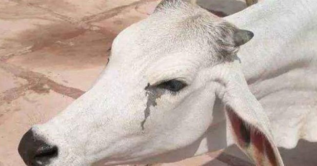 Vì sao bò lại rơi nước mắt khi bị giết thịt? Nghe lời giải thích của các chuyên gia, nhiều người không khỏi ớn lạnh!
