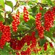 Việt Nam có 1 loại quả phơi khô là vị thuốc quý "chữa bách bệnh", hạ đường huyết, bổ gan thận