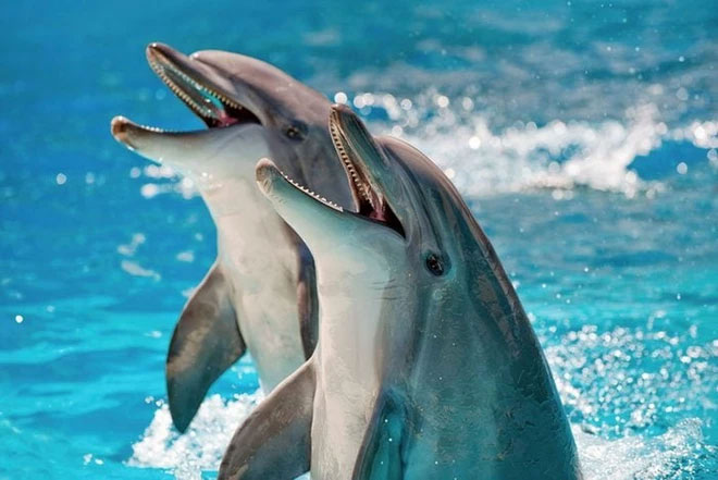 Dolphin