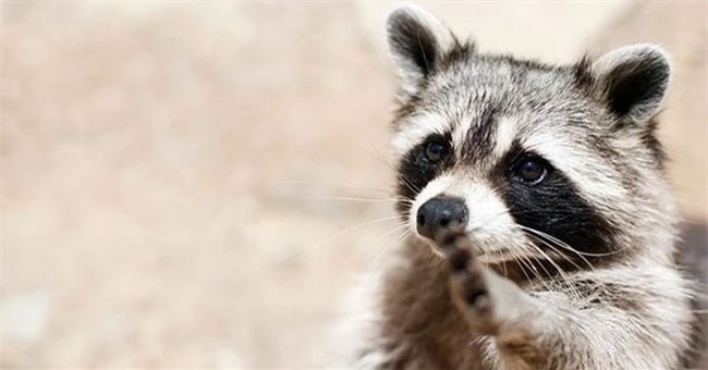 Kinh ngạc với năng lực trí tuệ của 11 loài động vật thông minh nhất