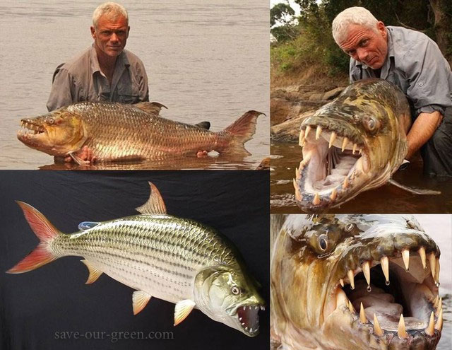 Nếu thả một con cá sấu xuống ao có hàng trăm con cá Piranha, liệu cá sấu có bị cắn chết không?
