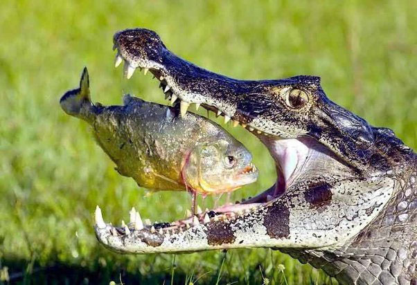 Nếu thả một con cá sấu xuống ao có hàng trăm con cá Piranha, liệu cá sấu có bị cắn chết không?