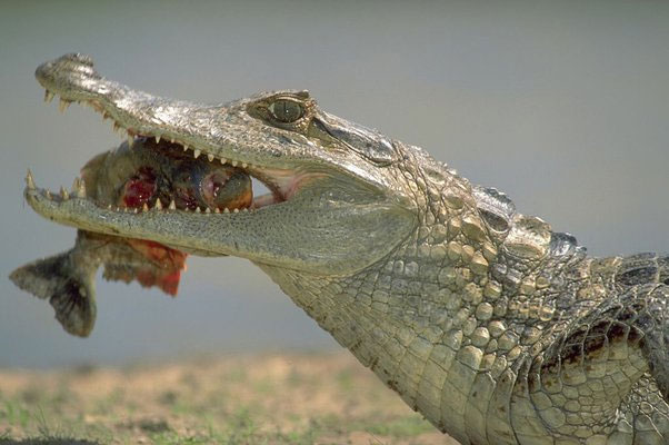 Nếu thả một con cá sấu xuống ao có hàng trăm con cá Piranha, liệu cá sấu có bị cắn chết không?