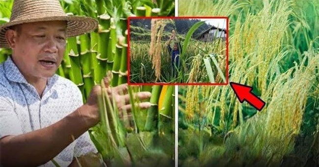 Trung Quốc tạo ra kỳ tích trong lĩnh vực nuôi sống nửa thế giới: Dự án “hạt phượng hoàng” kéo dài 40 năm