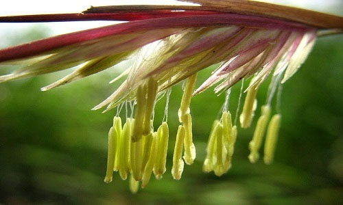 Đây là hoa của loài tre Fargesia nitida. Nó trổ hoa sau 120 năm.