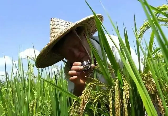 Sau gần 40 năm, ông Chung Chương Mỹ đã tạo ra giống lúa tre có nhiều đặc tính vượt trội.