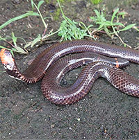 Giải mã bí ẩn về loài rắn có "2 đầu" ở Việt Nam