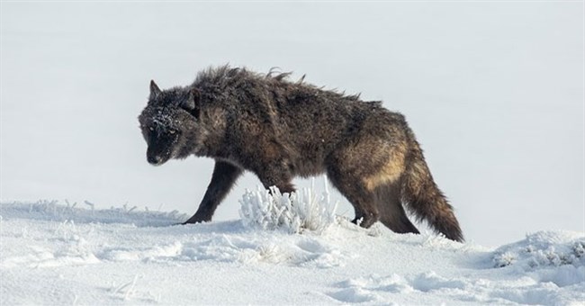 Vì sao sói thích giết đồng loại? Chuyên gia về hành vi của sói mất 13 năm mới có thể phát hiện ra bí mật của chúng!