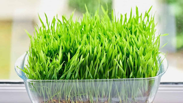 Những công dụng tuyệt vời của cỏ lúa mì bạn nên biết