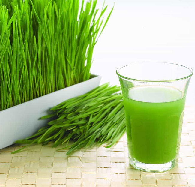Những công dụng tuyệt vời của cỏ lúa mì bạn nên biết