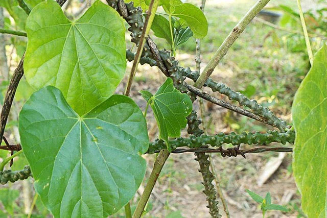 Việt Nam có 1 loại cây dây là dược liệu quý giúp hạ đường huyết và chống oxy hóa hiệu quả