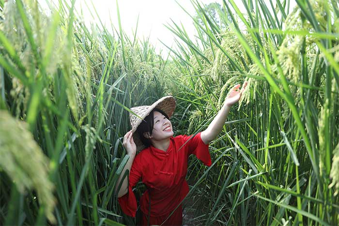 Trung Quốc tạo giống lúa cao hơn đầu người cho năng suất lớn