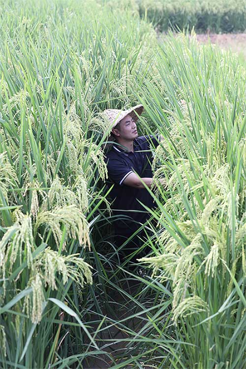 Trung Quốc tạo giống lúa cao hơn đầu người cho năng suất lớn