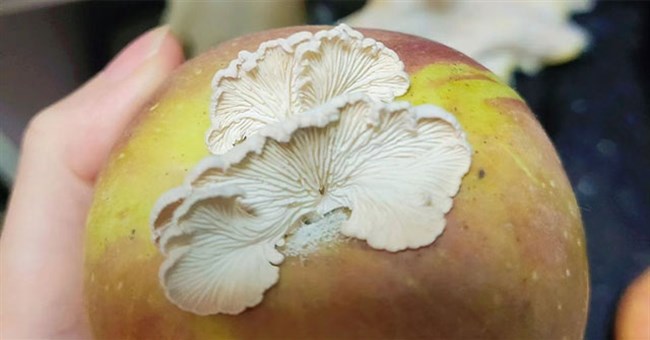 Kỳ lạ quả táo mọc nấm cực kỳ quý hiếm, được xem là thượng phẩm: Chuyên gia Trung Quốc "truy tìm"