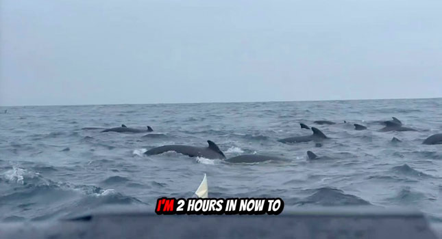 Đàn cá voi đông đúc mà Waddington gặp trên biển.