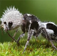 Ong bắp cày ký sinh có hình dáng giống gấu trúc