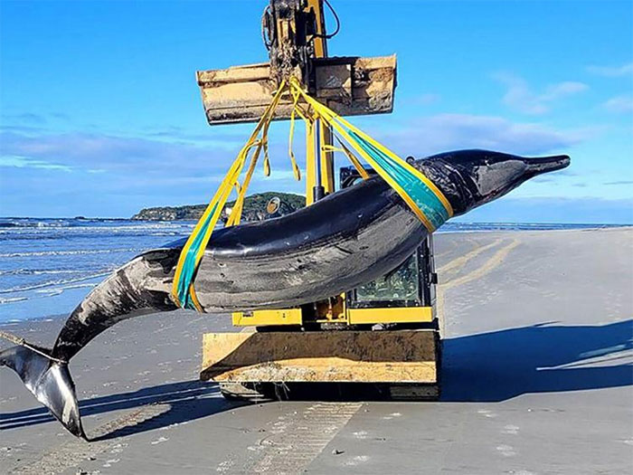 Cá voi quý hiếm nhất thế giới đã dạt vào bãi biển New Zealand.