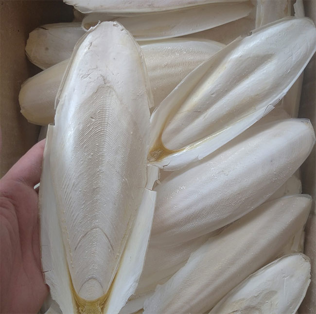 Hàm lượng canxi carbonate trong mai mực có tác dụng trung hòa dịch vị dạ dày.