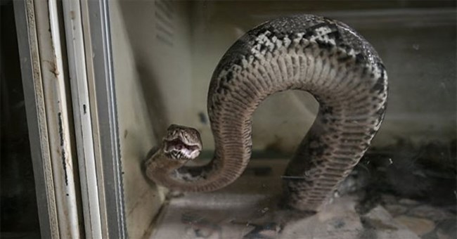 Trăn có thể trở thành nguồn thịt thay thế mới