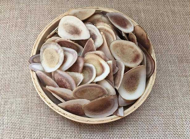 Gạc hươu rụng tự nhiên hàng năm, tại sao con người lại cắt gạc hươu thay vì nhặt những chiếc gạc rụng?