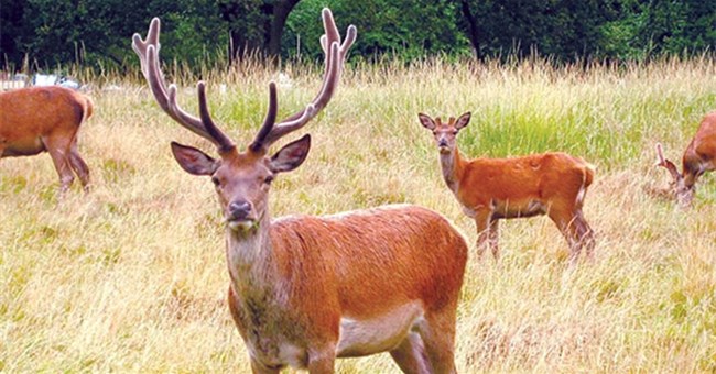 Gạc hươu rụng tự nhiên hàng năm, tại sao con người lại cắt gạc hươu thay vì nhặt những chiếc gạc rụng?