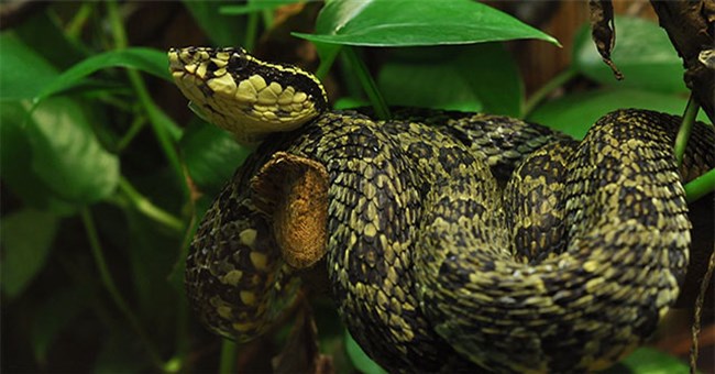 Loài rắn có hoa văn sặc sỡ và đẹp mắt nhưng mang nọc độc chết người