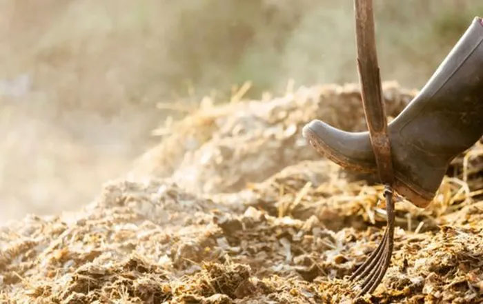 Giải pháp mới: Sản xuất điện từ phân ngựa