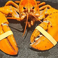 Phát hiện tôm hùm lạ trong lô hàng ở Red Lobster