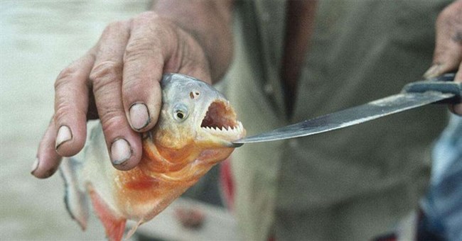 Tại sao cá piranha vô cùng hung dữ nhưng vẫn không thể thống trị sông Amazon?