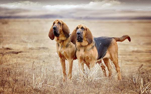 Chó đánh hơi Bloodhound có thể nặng tới 50kg.
