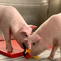 Đây là loại lợn sạch nhất thế giới chuyên dùng để lấy tạng