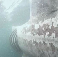 Lần đầu tiên ghi hình trực tiếp cá mập bị tàu đâm trúng