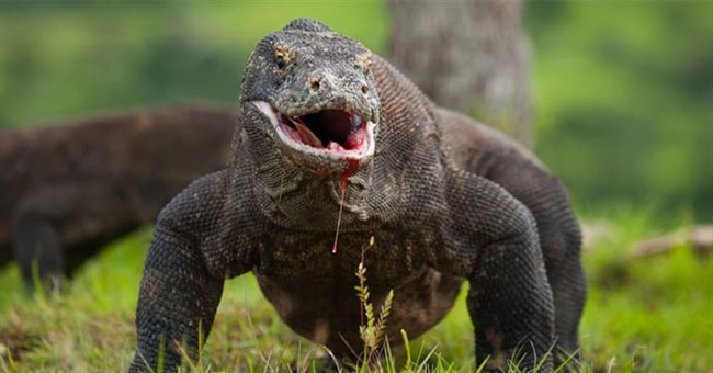 Răng của rồng Komodo được phát hiện có lớp phủ sắt sắc vô cùng nhọn