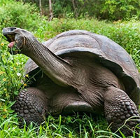 Hàng nghìn rùa khổng lồ di chuyển vì nóng, tránh bị "luộc chín" trong mai rùa