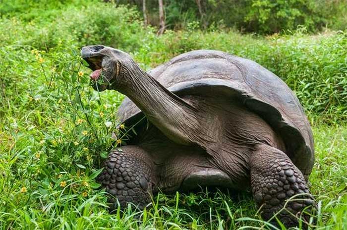 Hàng nghìn rùa khổng lồ di chuyển vì nóng, tránh bị 